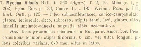 �Mycena adonis var. adonis (Bull.) Gray (1821)?